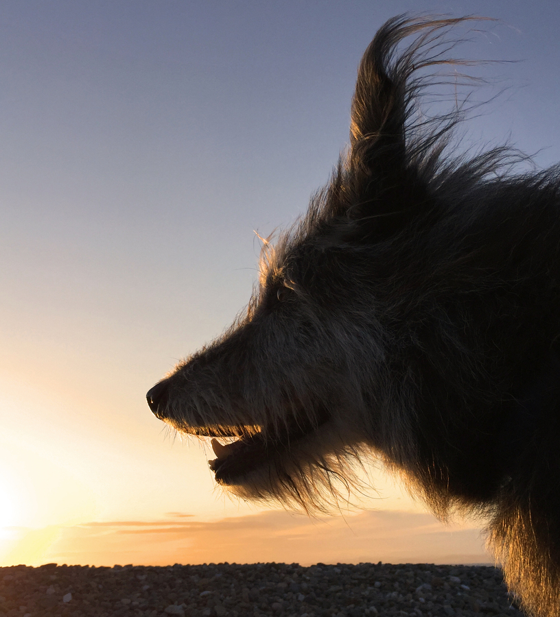 Sunset Hound